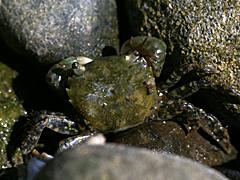 Yellow Shore Crab